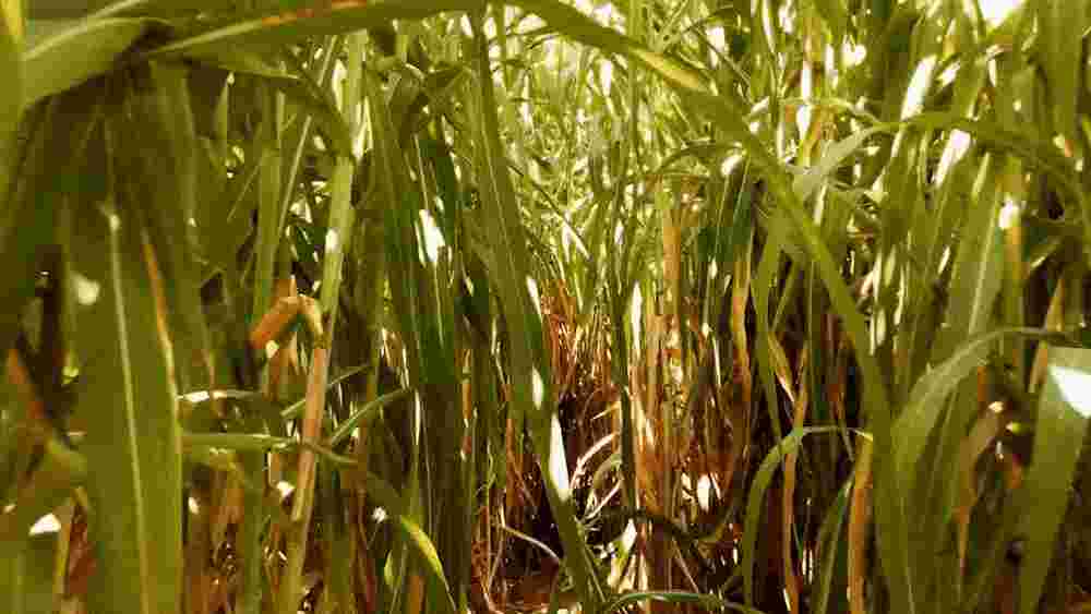 [캠핑덕] 골제로 랜턴 호환 캠핑 쉐이드 소프트 갓 커버 루메나 호환